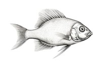  Fish drawing sketch animal. AI generated Image by rawpixel.