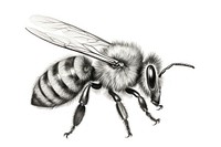  Bee drawing animal insect. AI generated Image by rawpixel.