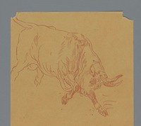 Stier (c. 1880 - c. 1900) by anonymous