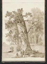 Vrijstaande boom aan een bosrand (c. 1819 - c. 1870) by anonymous