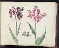 Twee tulpen met schelp en twee krekels (1639) by Jacob Marrel