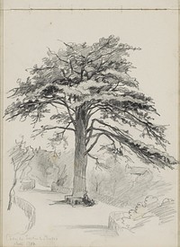 Ceder uit 1736 in de Jardin des Plantes te Parijs (1858) by Gerrit Postma