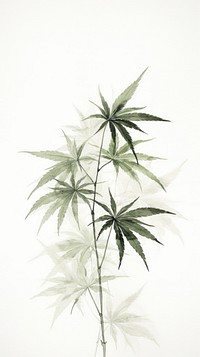 Cannabis leaf plant herbs fragility.
