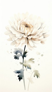 Chrysanthemum painting flower dahlia.