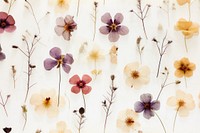 Real Pressed spring flowers pattern backgrounds petal plant.