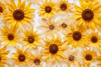 Real Pressed sunflowers pattern backgrounds petal plant.