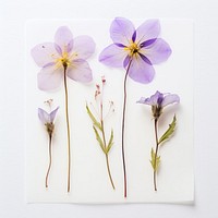 Real Pressed spring flowers purple petal plant.