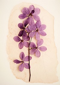 Real Pressed a lilac flower purple petal.