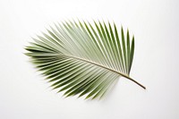 Real Pressed a palm leaves plant leaf tree.