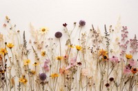 Real Pressed mixed wildflowers backgrounds blossom nature.
