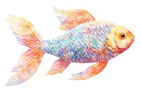 Star fish goldfish animal.