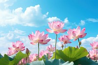 Lotus flowers sky outdoors blossom.