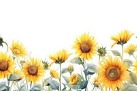 Sunflower backgrounds plant white background.