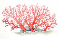 Coral outdoors drawing nature.
