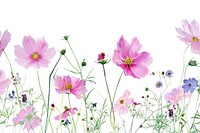 Pink cosmos flowers and wildflowers outdoors blossom nature.