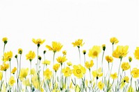 Yellow flowers backgrounds daffodil outdoors.