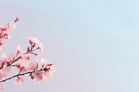 Aesthetic flower scenery photo outdoors blossom nature.
