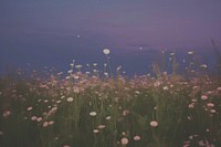 Aesthetic night meadow photo landscape grassland outdoors.