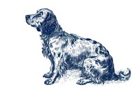 Antique of dog drawing sketch spaniel.