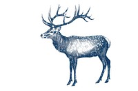 Antique of deer wildlife drawing animal.