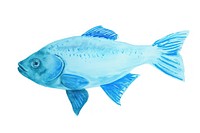 Fish animal white background underwater.