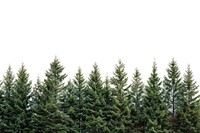Pines tree border nature plant backgrounds.