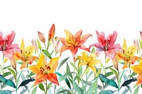 Lily border backgrounds flower nature.