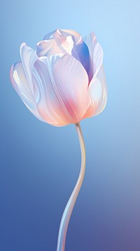 Tulip flower blossom petal plant.