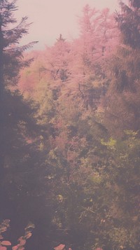 Forest land backgrounds landscape. AI generated Image by rawpixel.