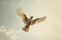 Aesthetic Photography bird flying animal sky wildlife.