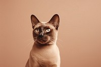 Aesthetic Photography cat animal mammal pet.