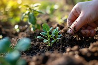 Person preparing garden soil for a seedling gardening planting outdoors. 