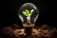 Light bulb with seedling lightbulb innovation plant.