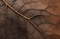 Dry leaf texture background backgrounds tree textured. AI generated Image by rawpixel.