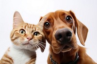 Selfie dog and cat mammal animal snout.