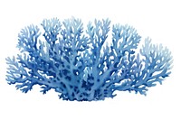 Pretty blue coral outdoors nature water.