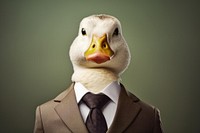 Duck animal portrait goose.
