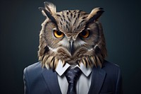 Owl portrait animal photo.