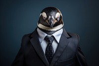 Penguin animal portrait bird.