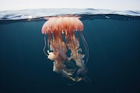 Jellyfish animal ocean invertebrate.