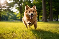 Happy dog running mammal animal pet.