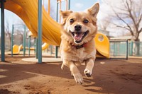 Happy dog running playground outdoors mammal.