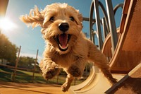 Happy dog running playground outdoors mammal.