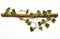 Ivy on piece of wood plant leaf white background.