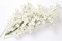 White gypsophila flowers blossom plant petal.