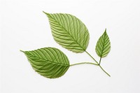 Leaf in embroidery style plant freshness nature.