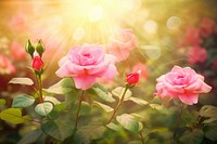 Rose flowers sunlight outdoors blossom.
