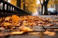 Autumn leaves street plant leaf.