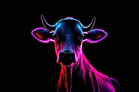 Photography of cow radiant silhouette livestock cattle animal.