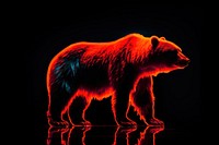 Photography of bear radiant silhouette wildlife mammal animal.
